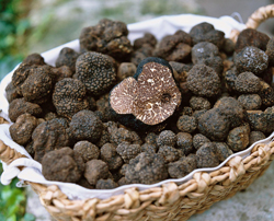 Tuber melanosporum Truffe Flora