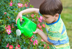 Enfant arrosage Rosier Flora