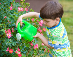 Enfant arrosage Rosier Flora