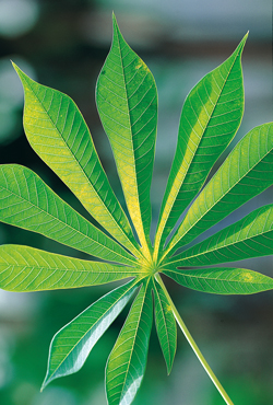 Feuille Manioc Mioulane NewsJardinTV Jardimiou 84578