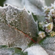 Gelee Feuille Houx Mioulane NewsJardinTV NPM 2607525727
