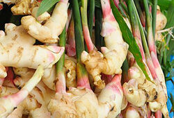 Gingembre Rhizome Flora