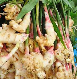 Gingembre Rhizome Flora