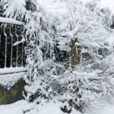 Hiver Neige Froid Mioulane NewsJardinTV NPM 2607528343