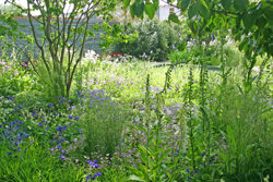 Jardin sauvage Mioulane NewsJardinTV Jardimiou 8525652