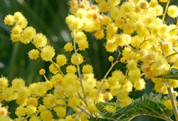 Mimosa Mioulane NewsJardinTV Jardimiou NPM 850373057