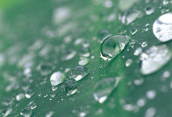 Rosee Feuille Mioulane NewsJardinTV Jardimiou 145245623