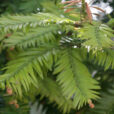 Taxus baccata If Mioulane NewsJardinTV Jardimiou XY7S3310