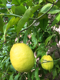 Citron Mioulane NewsJardinTV Jardimiou IMG 6761.jpg
