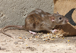 Rat Surmulot Rongeur Fauna