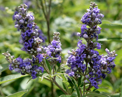 Vitex Mioulane NewsJardinTV Jardimiou NPM 850336423