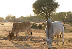 B&oelig;ufs Mioulane NewsJardinTV Jardimiou NPM 850291230