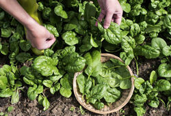 Epinard Recolte Flora