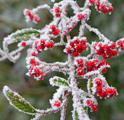Givre Cotoneaster Mioulane NewsJardinTV NPM 2607525915
