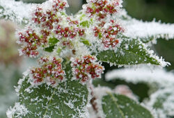 Givre Gel Mioulane NewsJardinTV NPM 2607525976