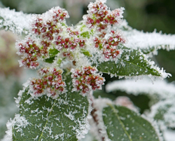 Givre Gel Mioulane NewsJardinTV NPM 2607525976