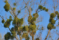 Gui Viscum album Flora