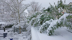 Hiver Neige Jardin Mioulane NewsJardinTV NPM 2607528308