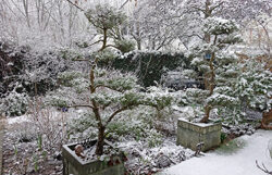 Jardin Hiver Niwaki Mioulane NewsJardinTV Jardimiou DSC2740