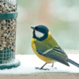 Mesange Mangeoire Hiver Fauna