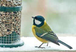 Mesange Mangeoire Hiver Fauna