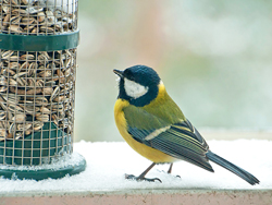 Mesange Mangeoire Hiver Fauna
