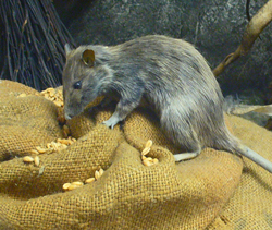 Rattus rattus Rat noir