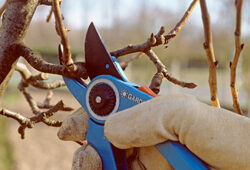 Taille Pommier Mioulane NewsJardinTV Jardimiou NPM GIP0007230