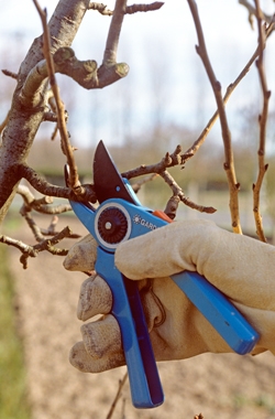 Taille Pommier Mioulane NewsJardinTV Jardimiou NPM GIP0007230