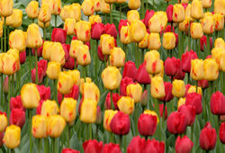 Tulipe Mioulane NewsJardinTV Jardimiou NPM 850383124