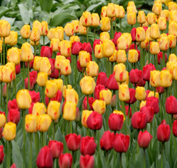Tulipe Mioulane NewsJardinTV Jardimiou NPM 850383124