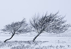 Vent Arbre Hiver