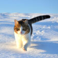 Chat Neige Fauna