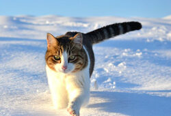 Chat Neige Fauna