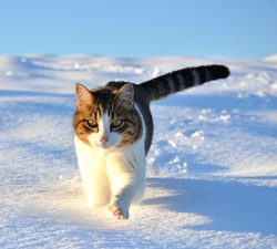 Chat Neige Fauna