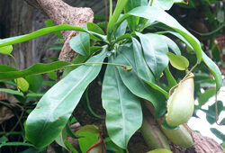 Nepenthes Mioulane NewsJardinTV NPM 2808183202