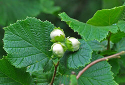 Noisetier Corylus Flora
