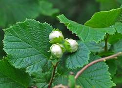 Noisetier Corylus Flora