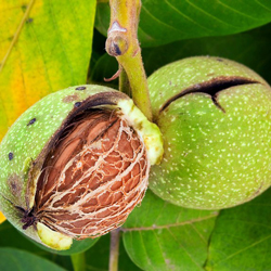 Noix Flora