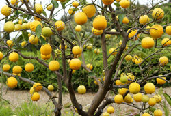 Oranger Mioulane NewsJardinTV Jardimiou NPM 719511040