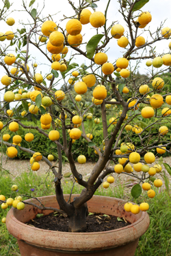 Oranger Mioulane NewsJardinTV Jardimiou NPM 719511040