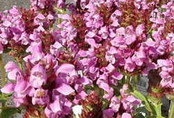 Prunella webbiana Flora