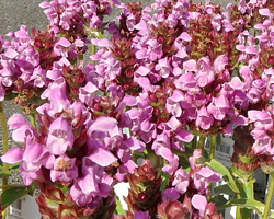 Prunella webbiana Flora