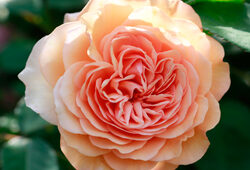 Rose Leander Mioulane NewsJardinTV NPM 2707523419