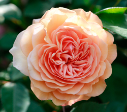 Rose Leander Mioulane NewsJardinTV NPM 2707523419