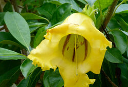 Solandra Mioulane NewsJardinTV NPM 2808183585