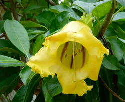Solandra Mioulane NewsJardinTV NPM 2808183585