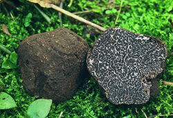 Tuber melanosporum PD Elena Regina Flickr