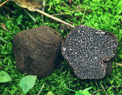 Tuber melanosporum PD Elena Regina Flickr