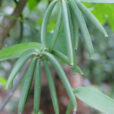 Vanilla planifolia Mioulane NewsJardinTV Jardimiou XY7S7211